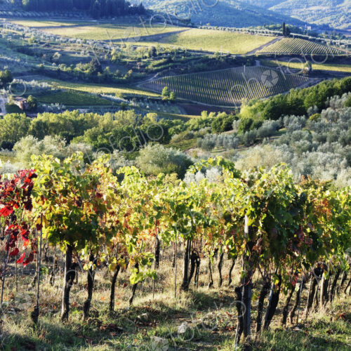 Grapevines and Olive Trees
