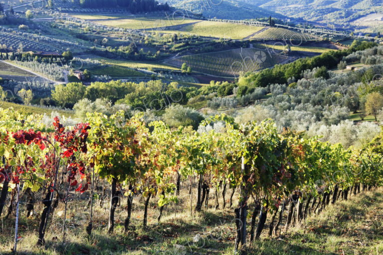 Grapevines and Olive Trees