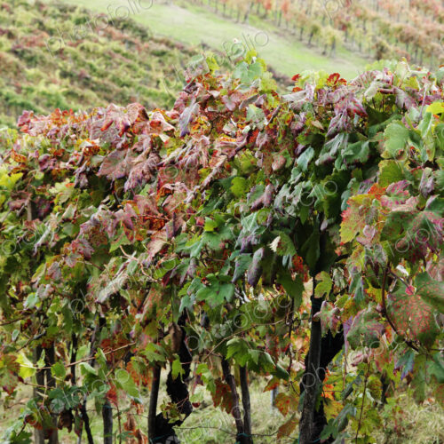 Grapevines in Autumn Color