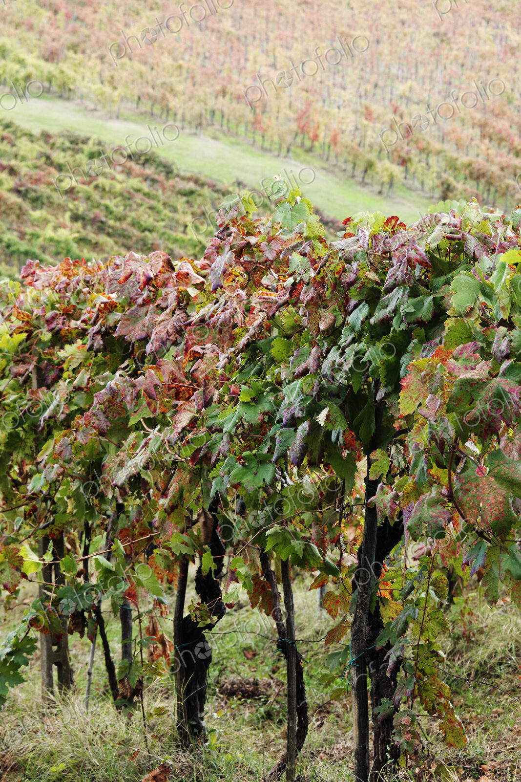 Grapevines in Autumn Color