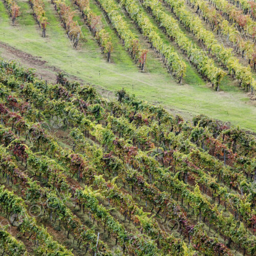 Grapevines in Fall Colors Grapevines in Fall Colors