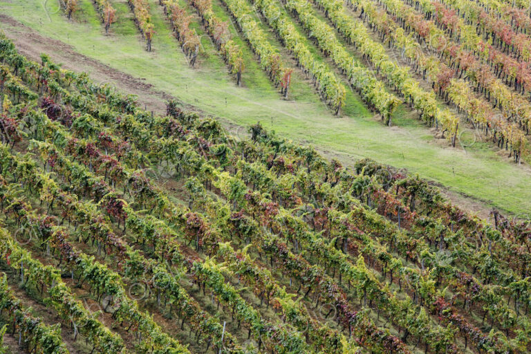 Grapevines in Fall Colors