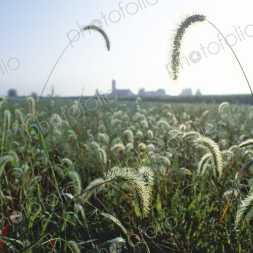 Grasses in Farm Field