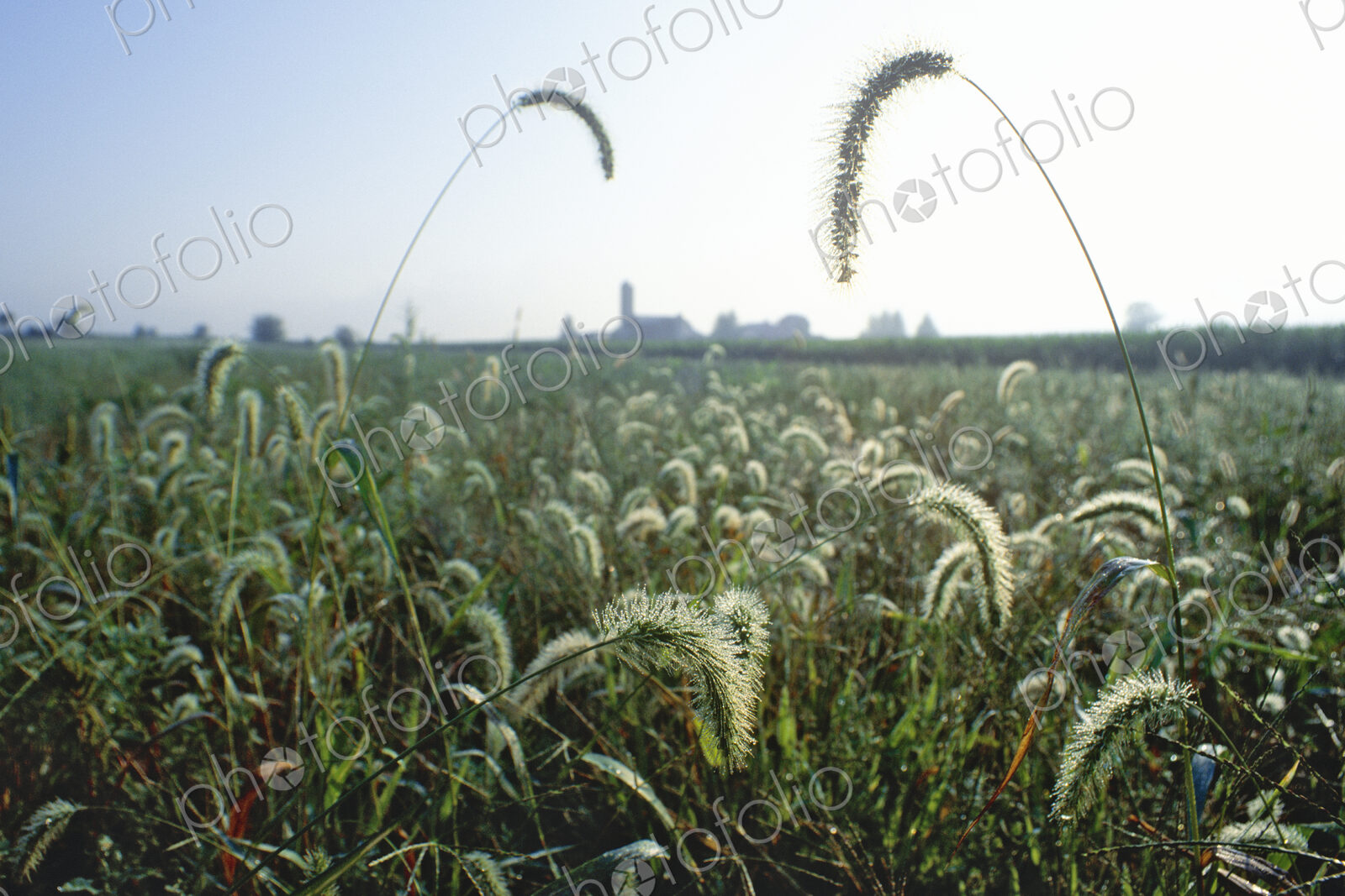 Grasses in Farm Field