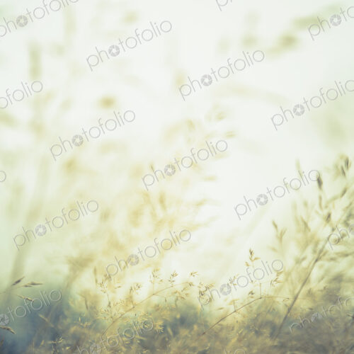 Grasses in a meadow in Discovery Park, Seattle, Washington.
