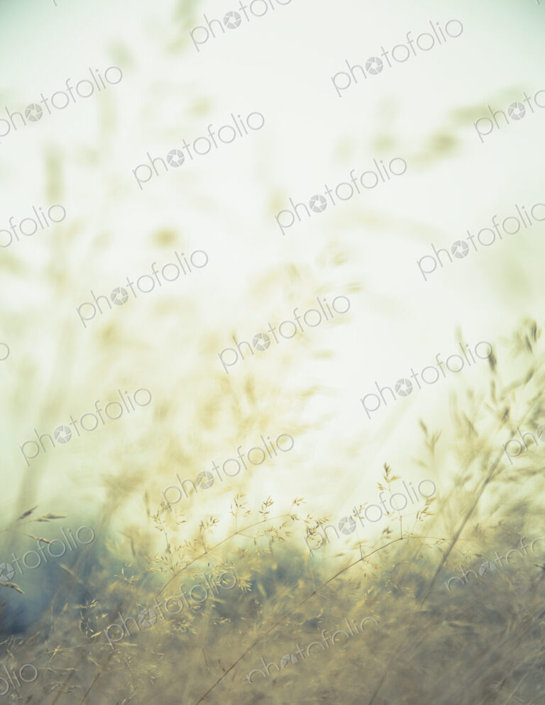 Grasses in a meadow in Discovery Park, Seattle, Washington.