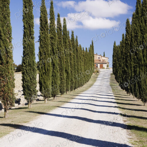 Gravel Road Lined with Cypress Trees Gravel Road Lined with Cypress Trees