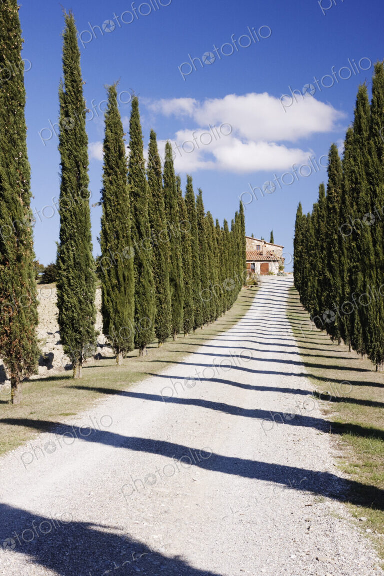 Gravel Road Lined with Cypress Trees