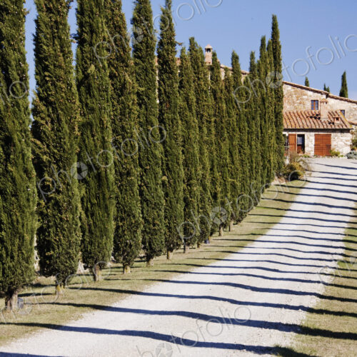 Gravel Road Lined with Cypress Trees Gravel Road Lined with Cypress Trees