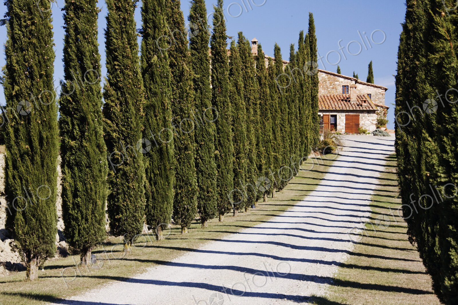 Gravel Road Lined with Cypress Trees