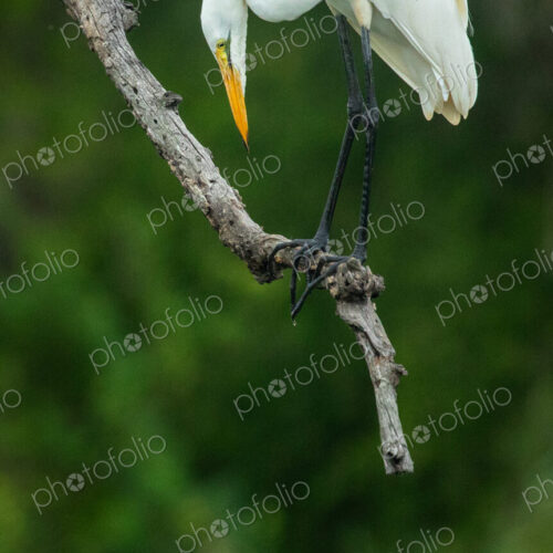 Great Egret, Ardea alba, hunting in shallow water.