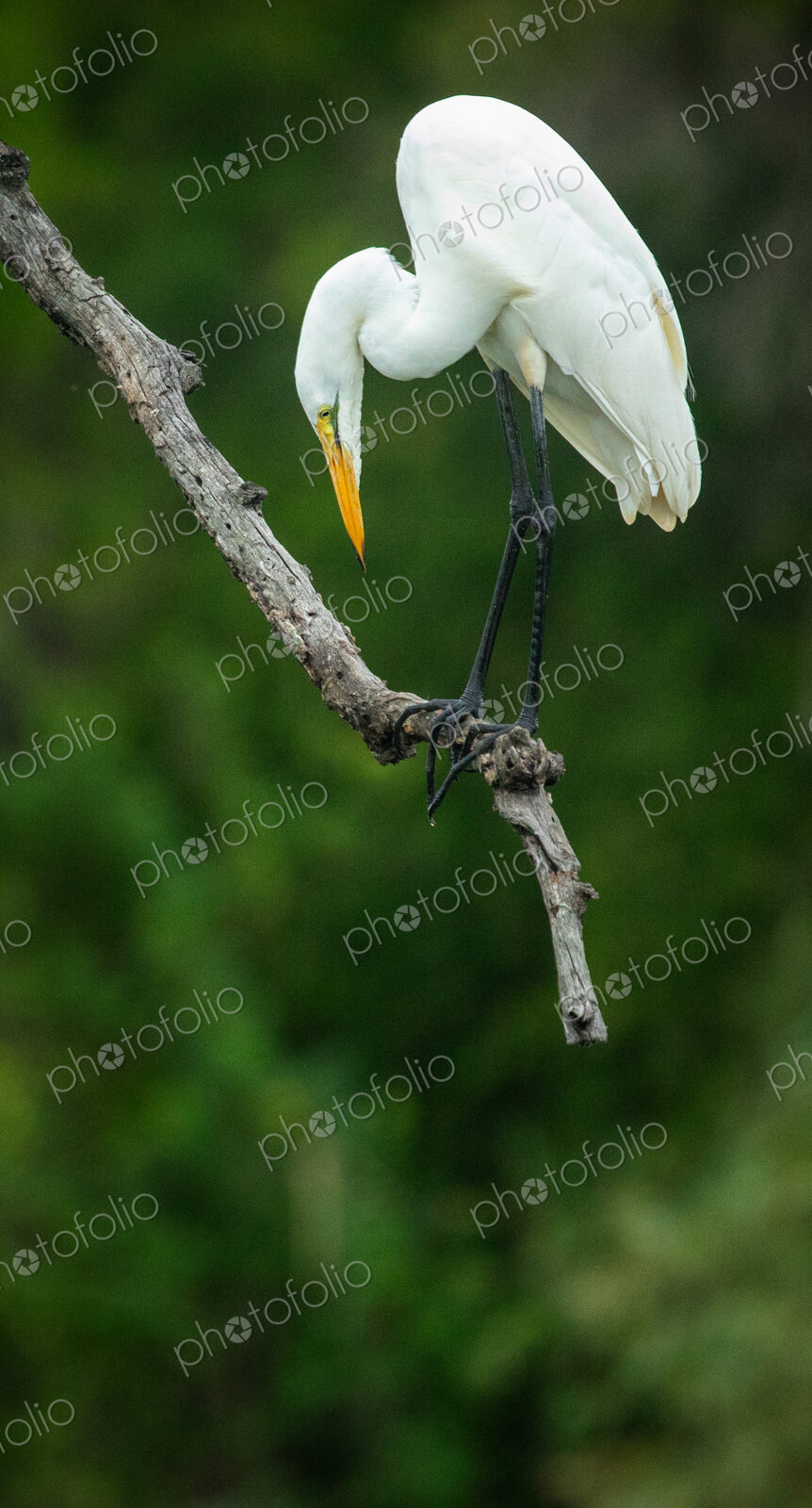 Great Egret, Ardea alba, hunting in shallow water.