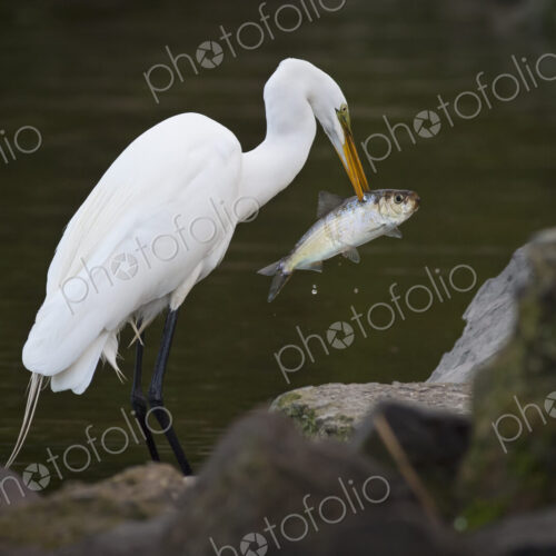 Great Egret with a fish in his beak. Great Egret with a fish in his beak.