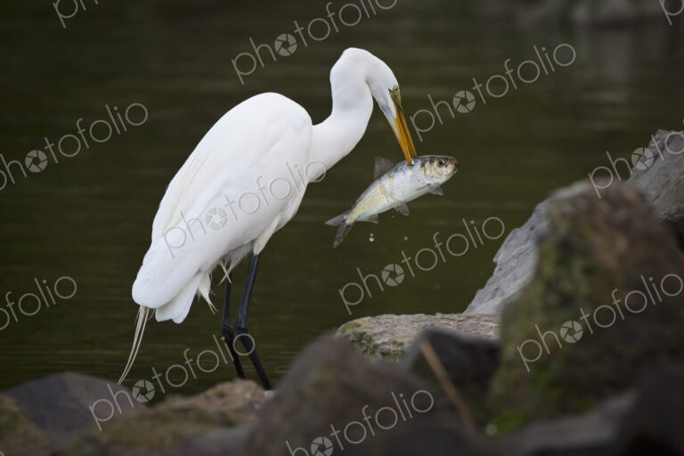 Great Egret with a fish in his beak.