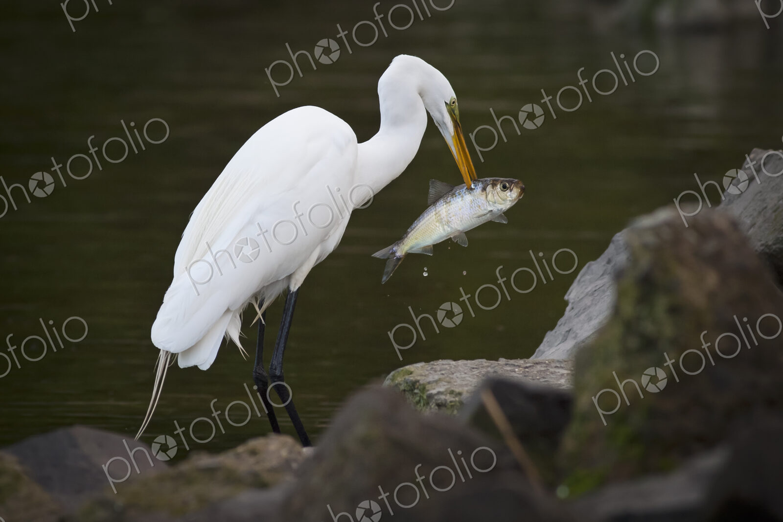 Great Egret with a fish in his beak.