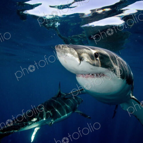 Great White Sharks, two large animals close up in dappled light under the water surface. Great White Sharks, two large animals close up in dappled light under the water surface.