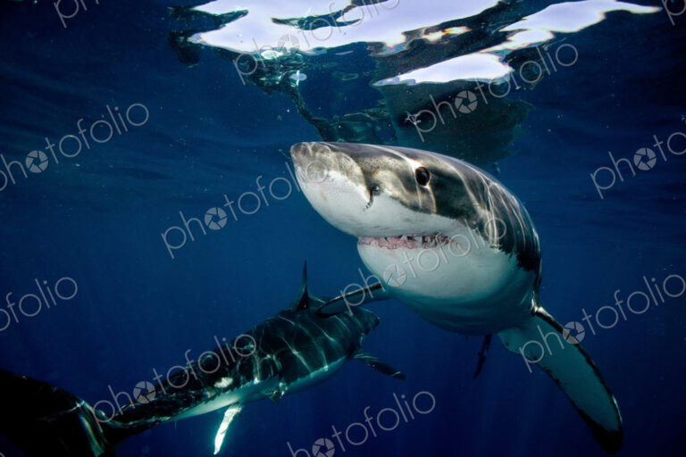 Great White Sharks, two large animals close up in dappled light under the water surface.