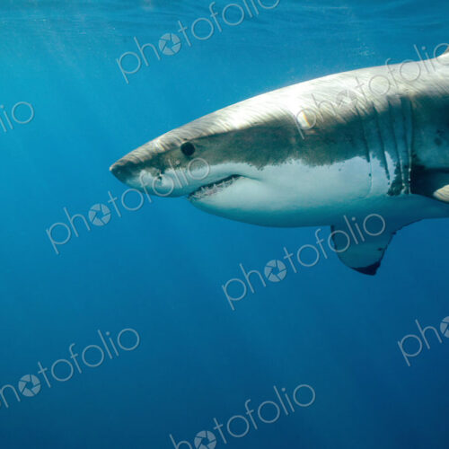 Great white shark (Carcharodon carcharias) underwater. Great white shark (Carcharodon carcharias) underwater.