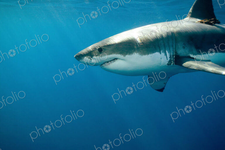 Great white shark (Carcharodon carcharias) underwater.