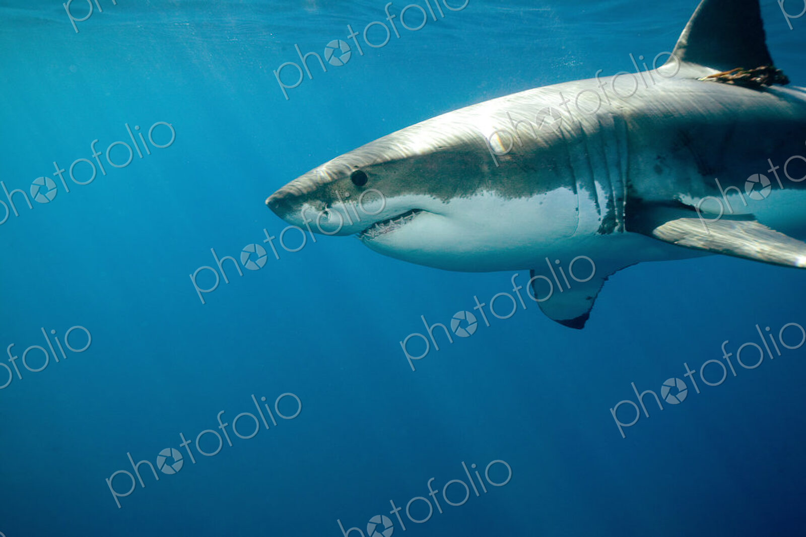 Great white shark (Carcharodon carcharias) underwater.