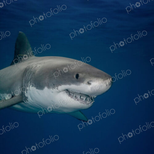 Great white shark (Carcharodon carcharias) underwater. Great white shark (Carcharodon carcharias) underwater.