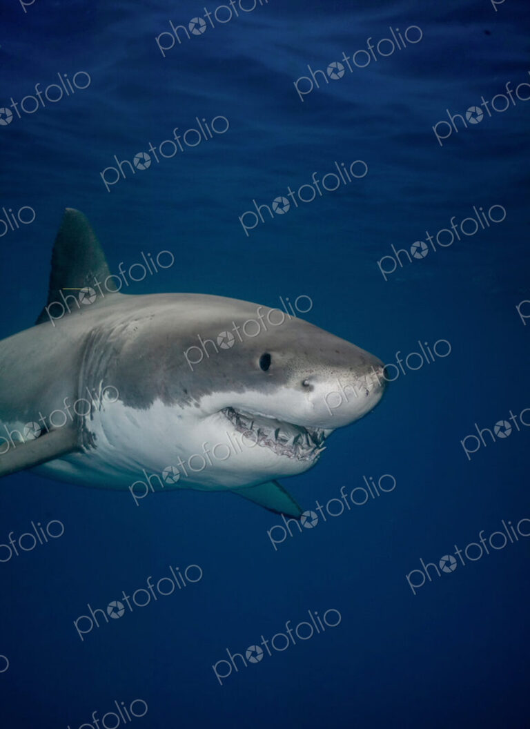 Great white shark (Carcharodon carcharias) underwater.