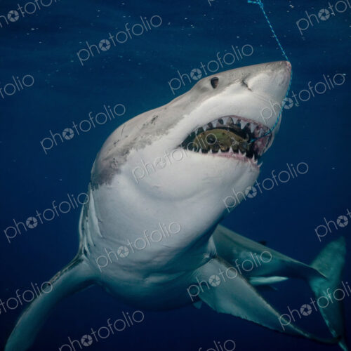 Great white shark (Carcharodon carcharias), with mouth open. Great white shark (Carcharodon carcharias), with mouth open.