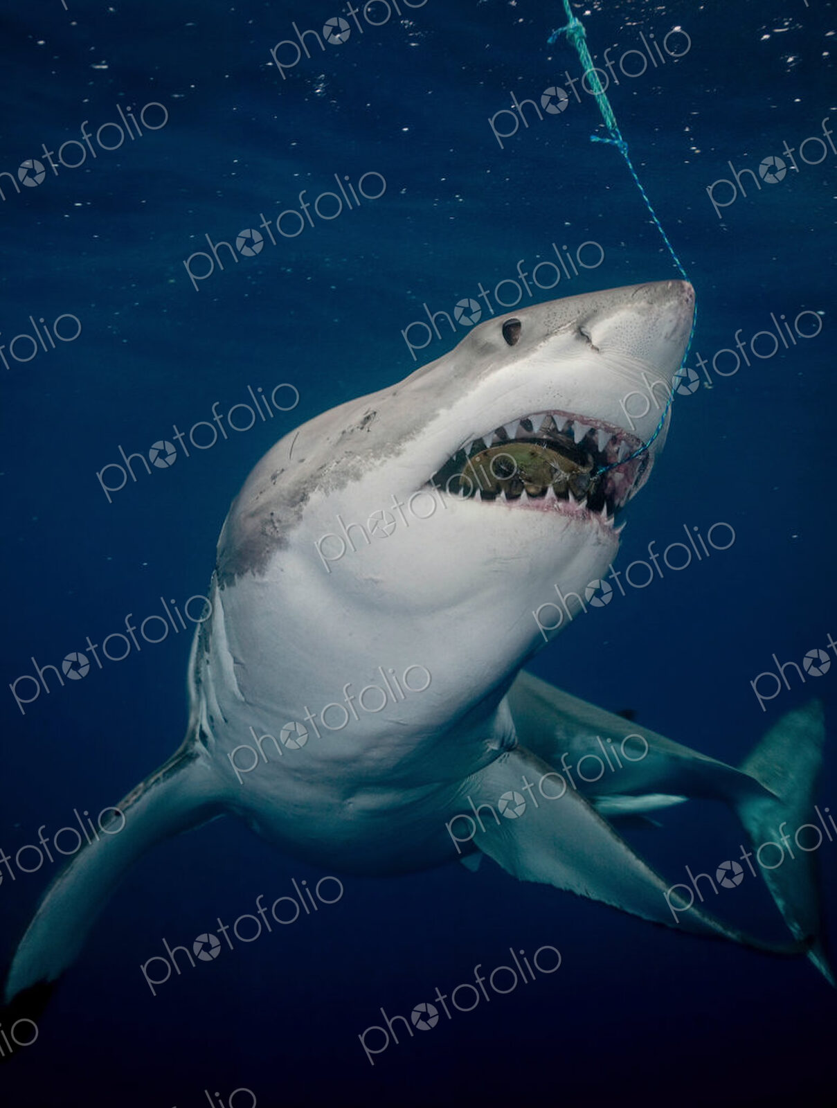 Great white shark (Carcharodon carcharias), with mouth open.