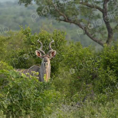 Greater kudu, Tragelaphus strepsiceros, bull standing amongst lush greenery. Greater kudu, Tragelaphus strepsiceros, bull standing amongst lush greenery.