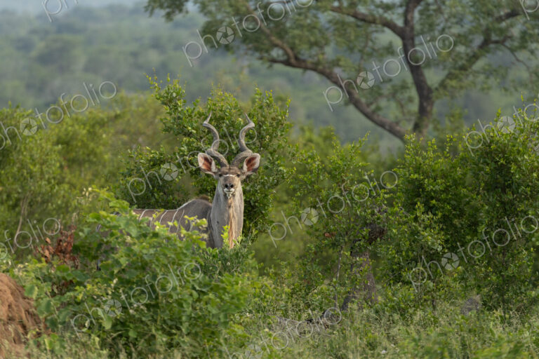 Greater kudu, Tragelaphus strepsiceros, bull standing amongst lush greenery.