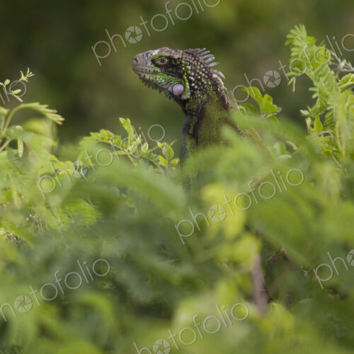 Green Iguana hidden in lush foliage. Green Iguana hidden in lush foliage.