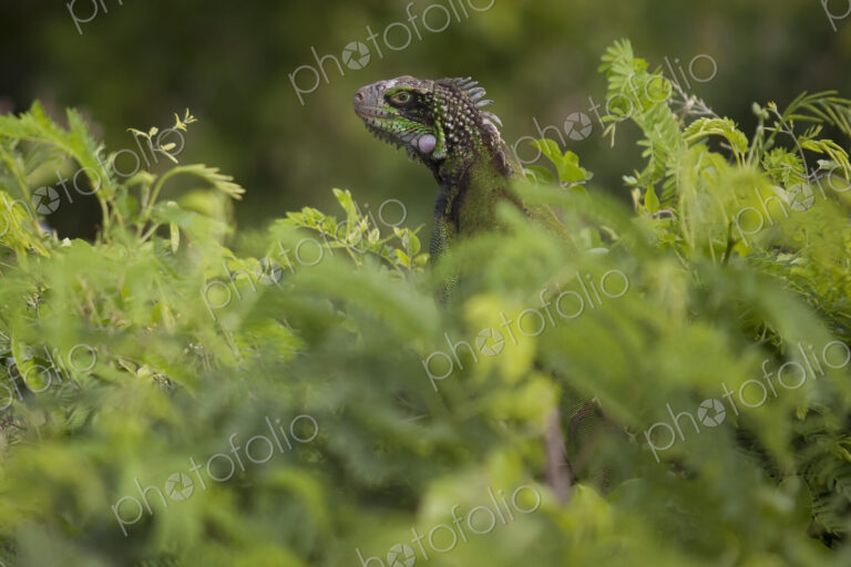 Green Iguana hidden in lush foliage.