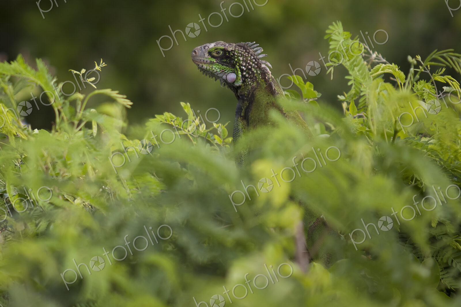 Green Iguana hidden in lush foliage.