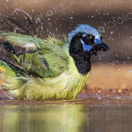Green Jay Bathing Green Jay Bathing