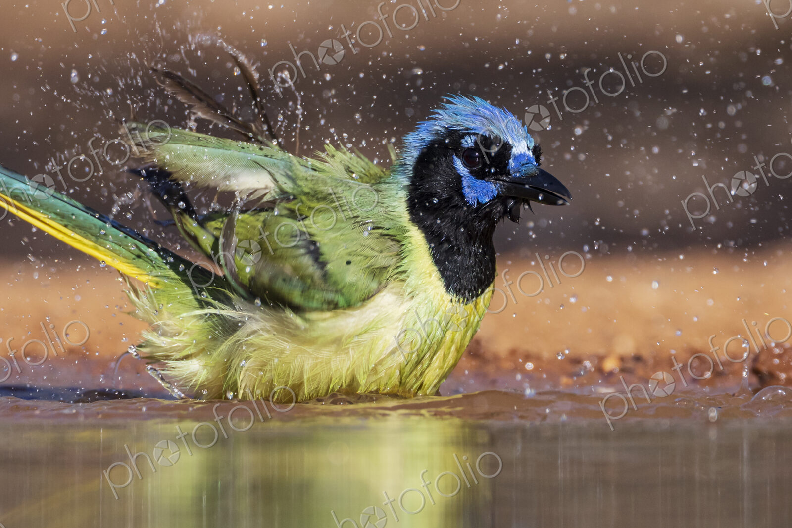 Green Jay Bathing