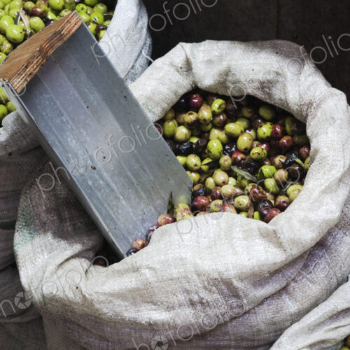 Green Olives for Sale