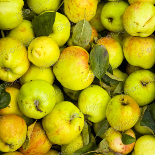 Green apples in a crate, freshly picked in the Yakima Valley. Green apples in a crate, freshly picked in the Yakima Valley.