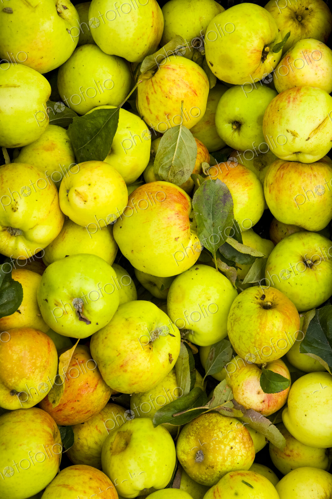 Green apples in a crate, freshly picked in the Yakima Valley.
