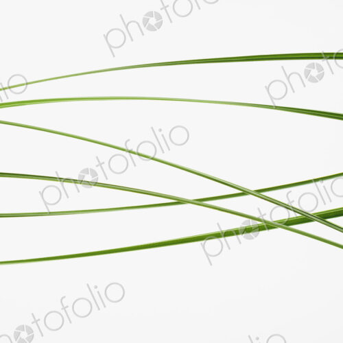 Green grass stems on a plain background. Green grass stems on a plain background.