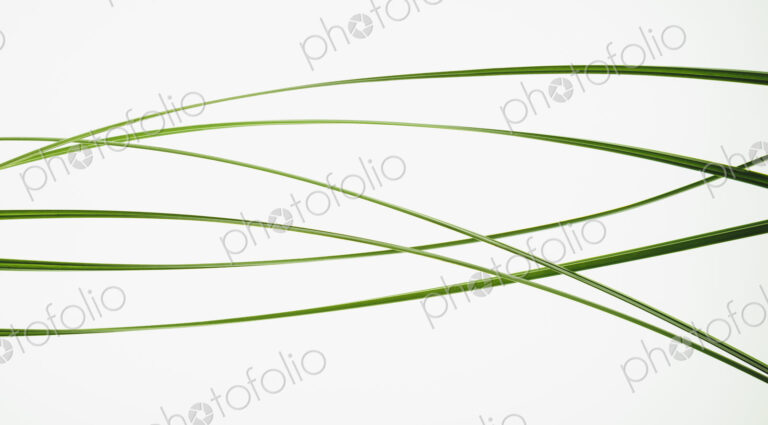 Green grass stems on a plain background.