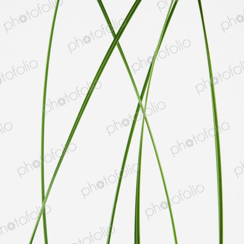 Green grass stems on a plain background. Green grass stems on a plain background.