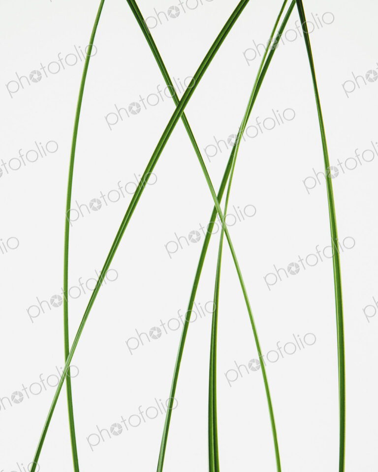 Green grass stems on a plain background.