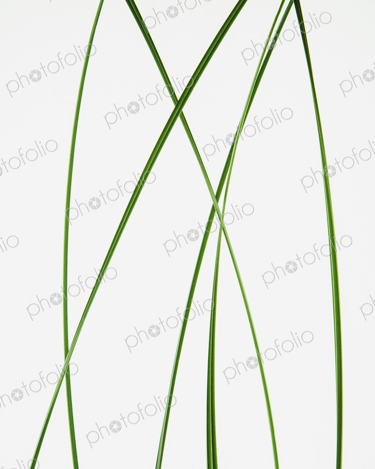 Green grass stems on a plain background.