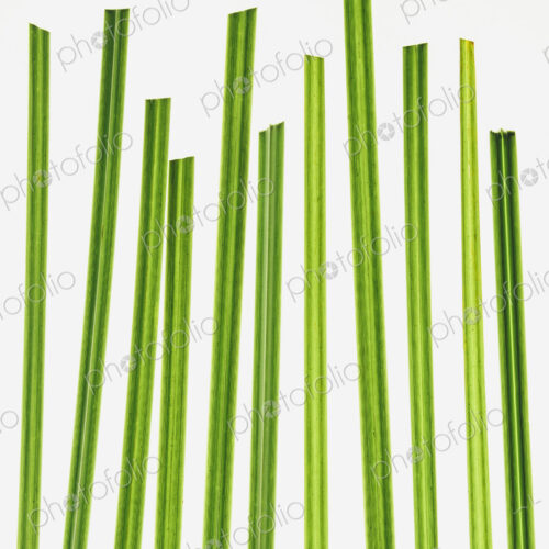 Green grass stems on a plain background. Green grass stems on a plain background.