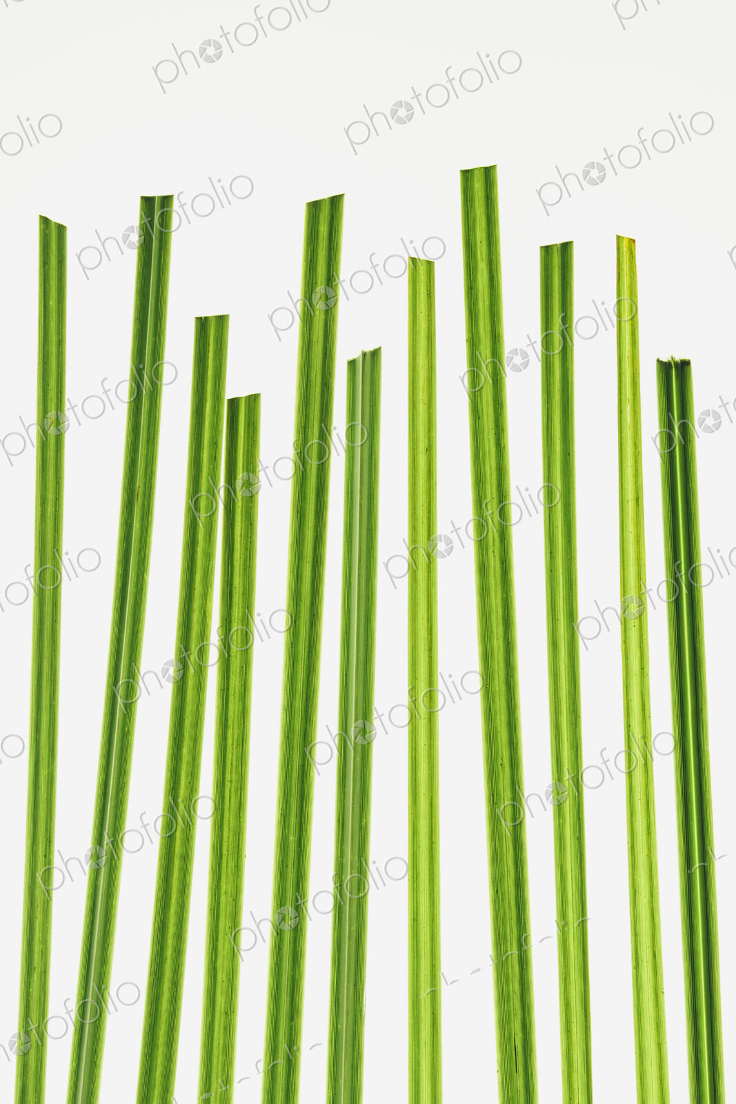 Green grass stems on a plain background.