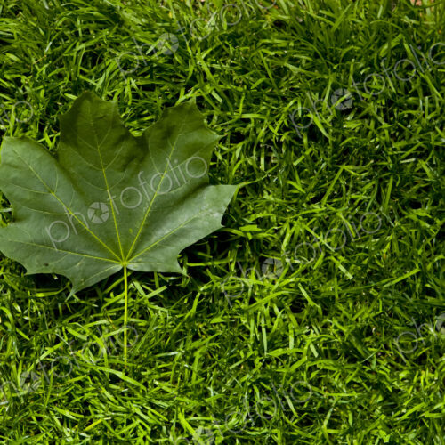 Green leaf on a grass lawn Green leaf on a grass lawn