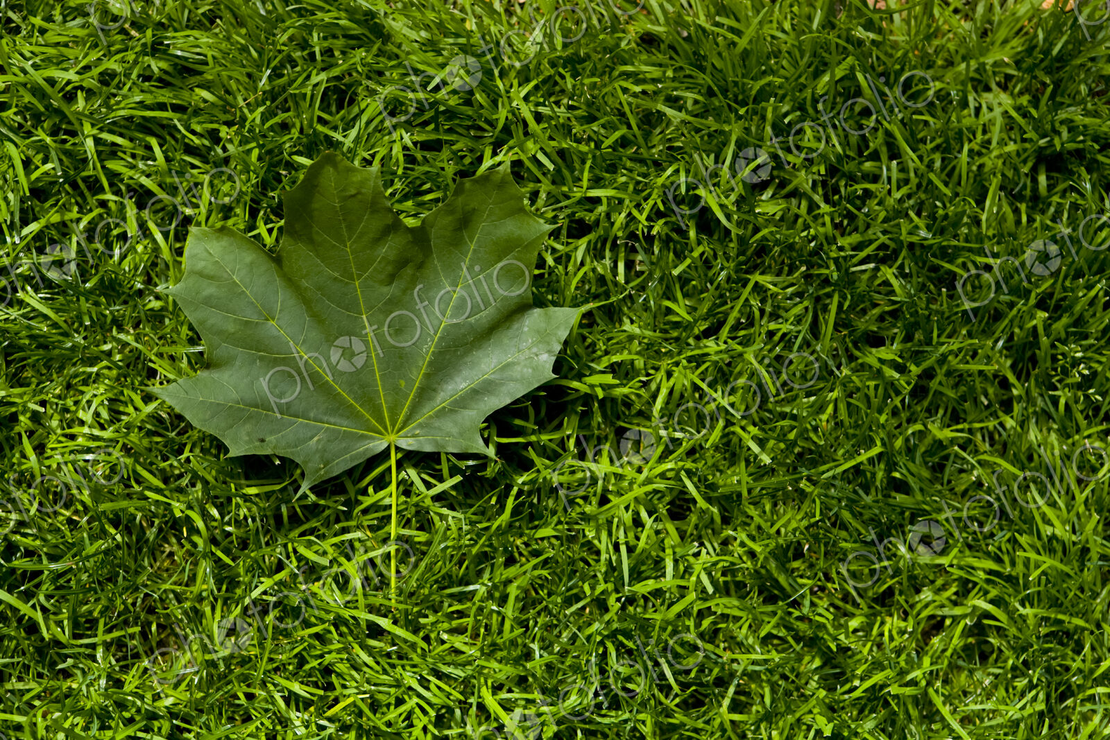 Green leaf on a grass lawn