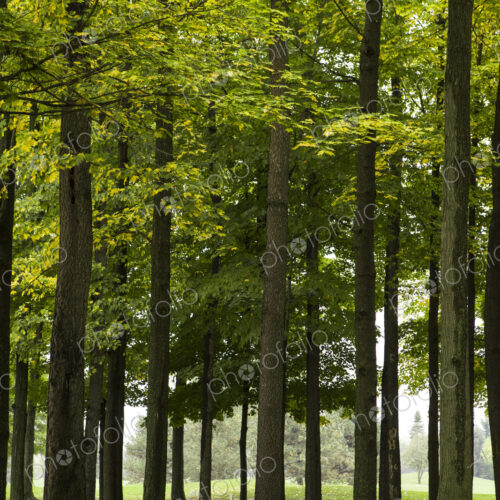 Green leaves on trees Green leaves on trees