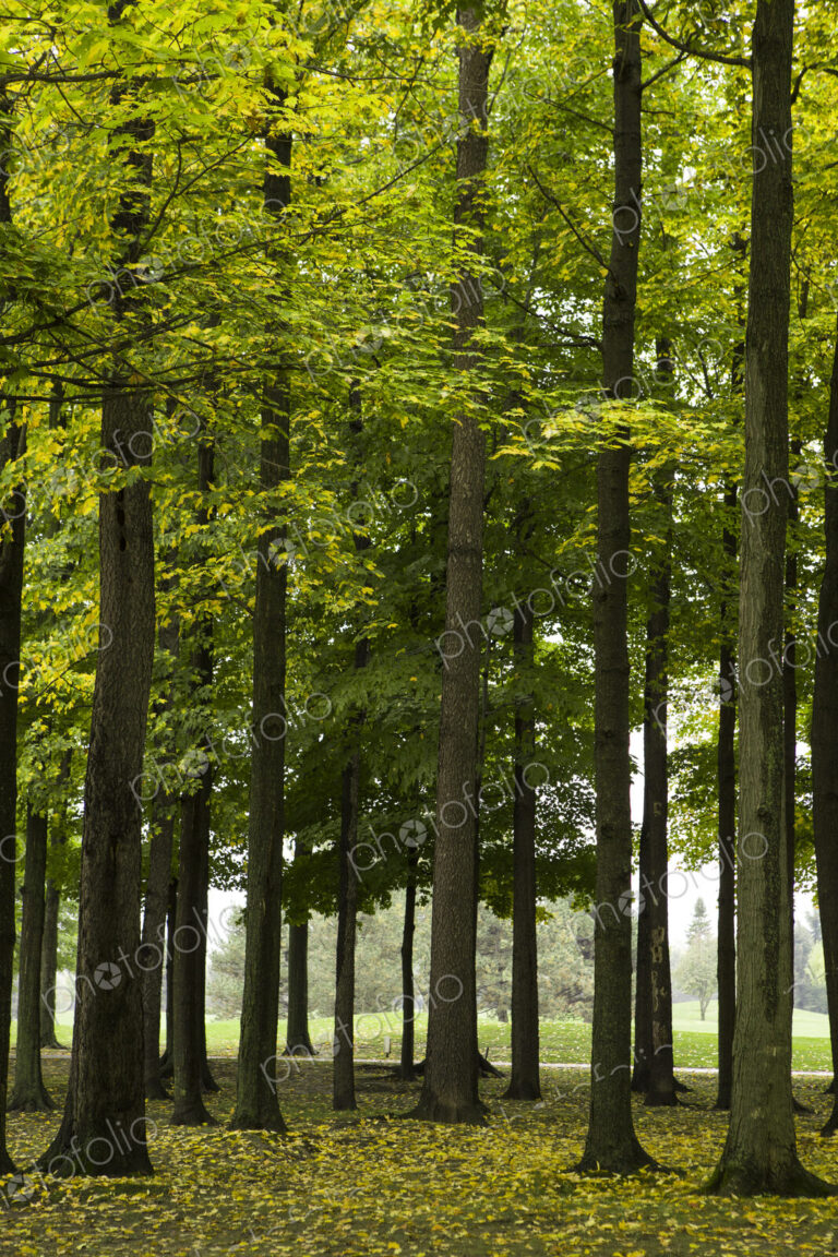 Green leaves on trees