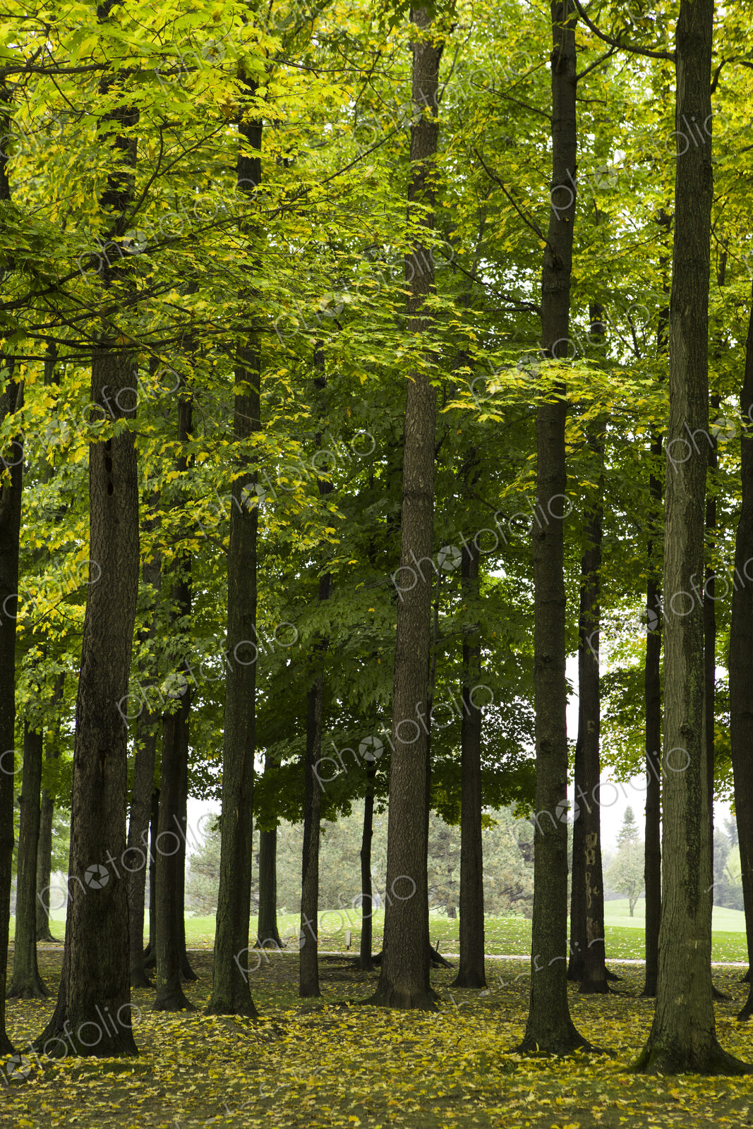 Green leaves on trees